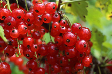 Sticker - Growing red currant