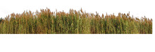 The Red Grass. The Giant Reed.The Great Reed.Bulrush, Cattail, Cat-tail, Elephant Grass, Flag, Narrow-leaved Cat-tail, Narrowleaf Cattail, Lesser Reedmace, Reedmace Tule , Isolate On White Background