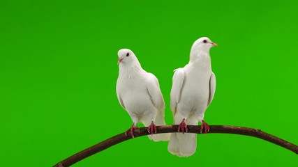 Poster - Two white doves are sitting on a tree branch on a green screen.