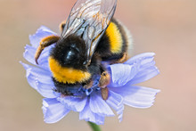 Macro Of Bumble Bee Collecting Pollen On Blue Wild Flower