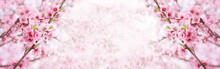 Spring Background, Banner, Pink Blossoms Of Tree