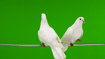 Poster - Two white doves are sitting on a tree branch on a green screen.