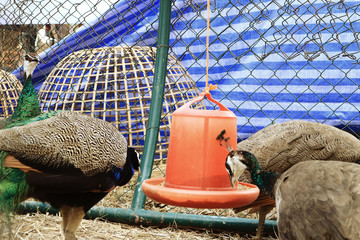 Colorful peacocks on the farm