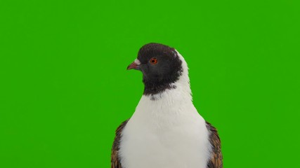 Poster - Portrait of an interested pigeon on a green screen.