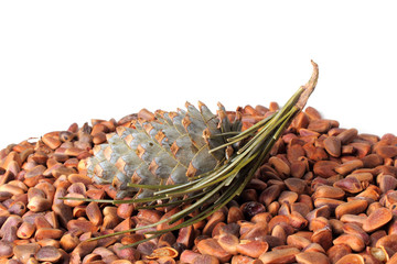 Canvas Print - Cedar pine cone on nuts