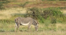A Grevy Zebra Eats In The Savannah