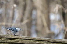 White-breasted Nuthatch Perched On A Cedar Rail Fence