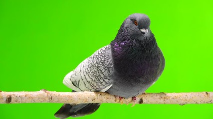 Poster - polish lynx dove sits on a tree branch, isolated on green screen