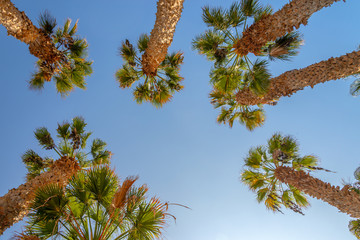Wall Mural - Looking up at palm trees, blue sky background