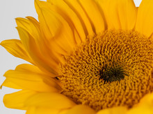 Yellow Sunflower Bloom Up Close In Macro Photography Shot With Flower Petals On A White Background.