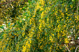 Fototapeta Zwierzęta - Golden wattle mimosa flower in a full bloom in spring garden. Australian native plant
