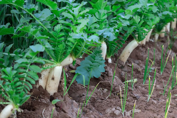 white radish growing in the garden bed. Gardening banner background with white Radish,Radish plant in sandy soil, close up. Gardening background with Radish plants,