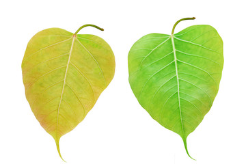 Wall Mural - green leaf isolated on white background