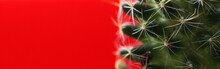 Green Cactus On Red Background, Living Plant, Macro Spines