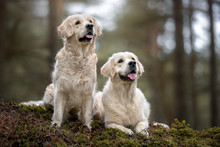 Two Happy Golden Retriever Dogs Posing In The Forest Together
