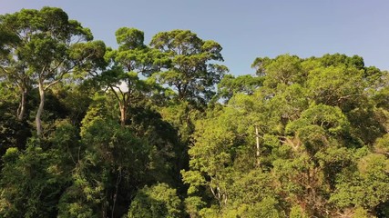 Wall Mural - Aerial drone footage over top of rainforest trees	