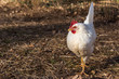 Single Leghorn chicken in free range farm