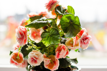 Wall Mural - Beautiful pink flower in a pot on a windowsill