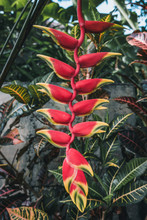 Red Plant In The Garden