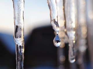 Icicles and a drop of meltwater in a rustic winter landscape in the sunset rays is a very close-up. Snow melting. The beginning of spring and the warm season, the end of winter. Strong macro