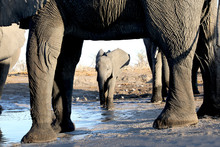 Baby Elephant Framed By The Legs Of A Larger Elephant In Africa