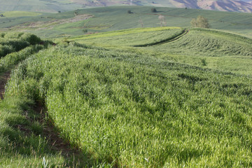 Poster - rural landscape green cultivated fields