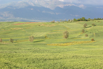 Poster - rural landscape green cultivated fields