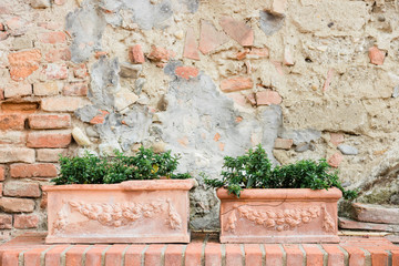 Close-up of flower pots by the rustic wall