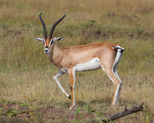 Grants Gazelle In The Ngorongoro Crater In Tanzania, Africa