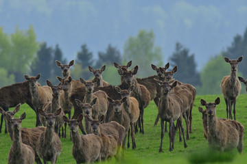 Wall Mural - Stag deer with growing antler to rest on the grass in spring 