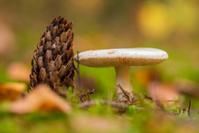 Wild Mushroom Photographed Close-up. Near The Fir Cone.