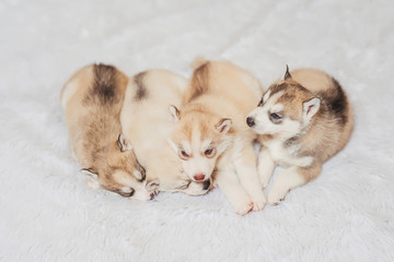 Wall Mural - Sleeping little husky puppies. Light brown and white husky puppies. Small dogs on a white fluffy blanket