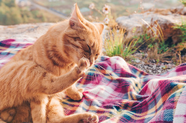 Wall Mural - Curious red cat and picnic in the countryside