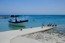 Fishing Boat And Pelicans