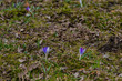 Early spring crocus flowers
