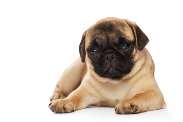 Wall Mural - Pug puppy, isolated on a white background