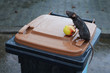 Eine wilde Wanderratte, Rattus norvegicus, sitzt auf einer Mülltonne im Regen