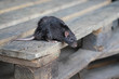 wilde braune Ratte, Rattus norvegicus, sitzt auf einer Holzpalette