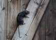 Wanderratte, Rattus norvegicus, klettert in einer Holzwand