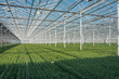 © julia700702 - Flowering chrysanthemums and santinis in a large greenhouse