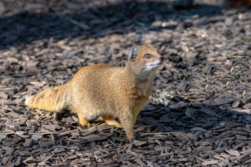      common dwarf mongoose, Helogale parvula, funny animal standing in the grass 