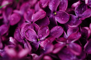 Wall Mural - Beautiful purple lilac flowers. Macro photo of lilac spring flowers.