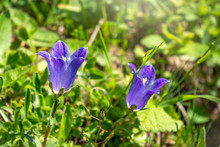 Campanula Aucheri, The Purple Mountain Bellflower