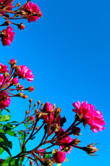 Wall Mural - Cropped Shot Of A Beautiful Red Roses Over Blue Sky Background. Colorful Nature Background. Beautiful Pink Flowers.