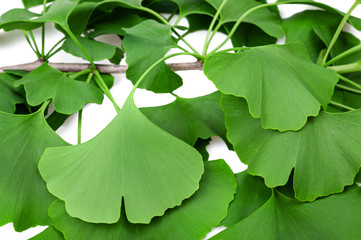 Sticker - Ginkgo biloba