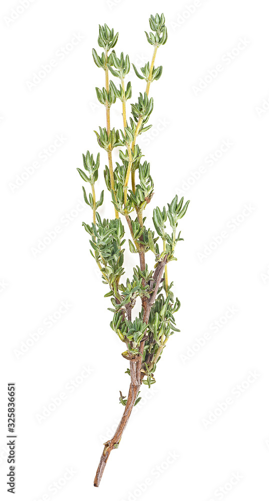 Fresh green sprig of thyme isolated on a white background. Thyme garden. Cooking herb. - obrazy, fototapety, plakaty 