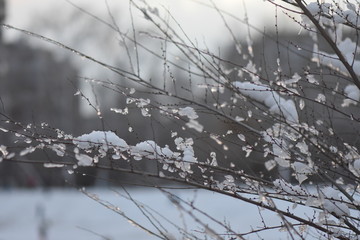 Sticker - branches in snow