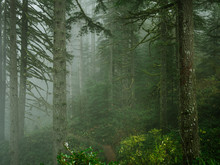 Hiking Trail Cutting Through Foggy Forest