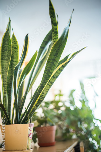 Sansevieria, mother-in-law\'s tongue, devil\'s tongue, jinn\'s tongue, bow string hemp, snake plant and snake tongue in orange pot on shelf in classroom. Decor study rooms living plants. Winter Garden.