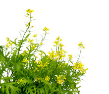 Mustard Blooming Plant ( Brassica Nigra). Green Mustard Plants With Yellow Flower Brassica.